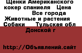 Щенки Американского кокер спаниеля › Цена ­ 15 000 - Все города Животные и растения » Собаки   . Тульская обл.,Донской г.